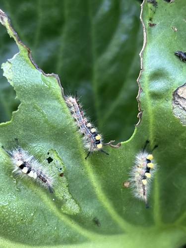 Rusty Tussock Moth