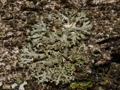 Phaeophyscia nigricans