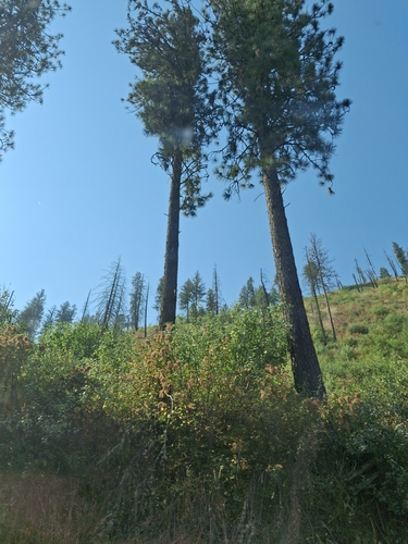 North Plateau Ponderosa Pine