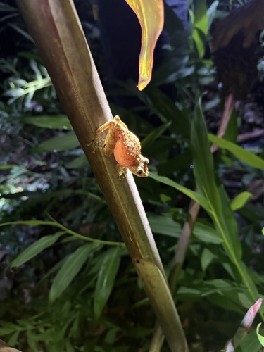 Boulenger's Snouted Tree Frog