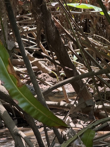 American Crocodile