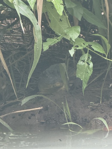 Spectacled Caiman