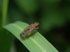 Suillia variegata
