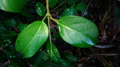 Vincetoxicum hirsutum