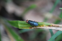Acantholyda erythrocephala