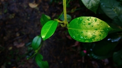 Vincetoxicum hirsutum