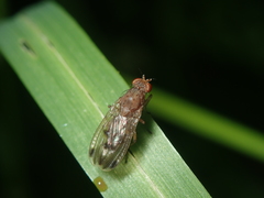 Suillia variegata