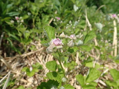 Rubus parvifolius