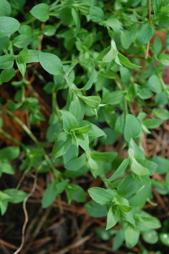 Trigyslė smiltagraibė nuotrauka