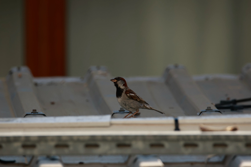 House Sparrow
