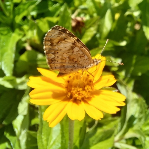 Mexican Crescent (Phyciodes pallescens)