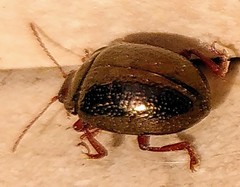 Chrysolina bankii
