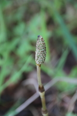 Equisetum pratense image