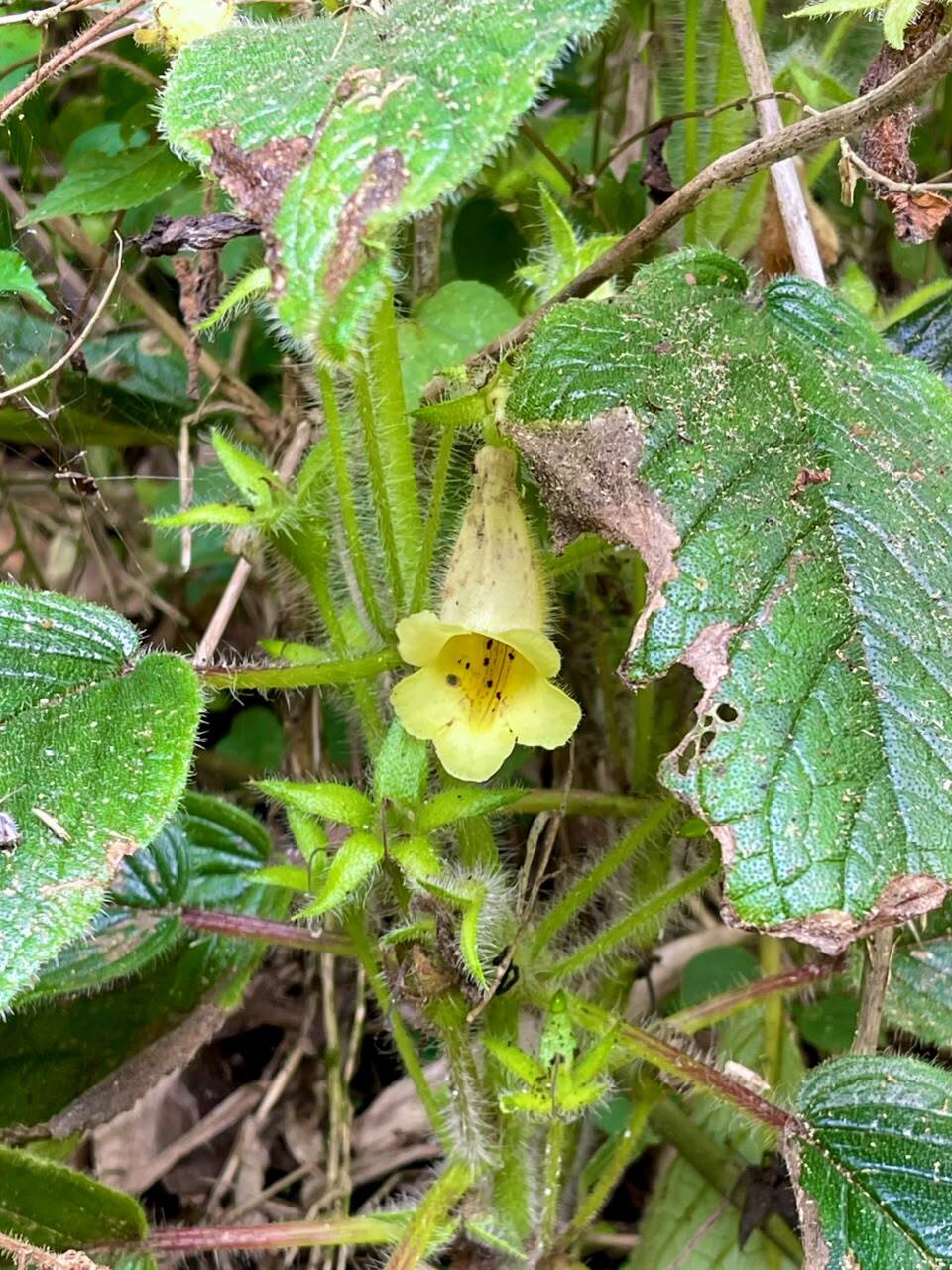 Sinningia conspicua