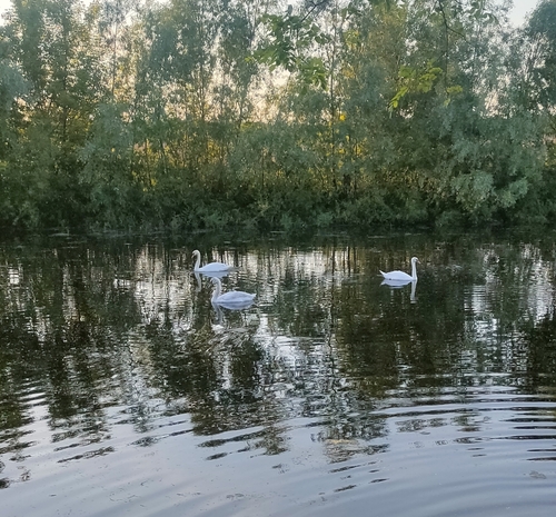 Mute Swan
