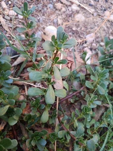 Common Purslane