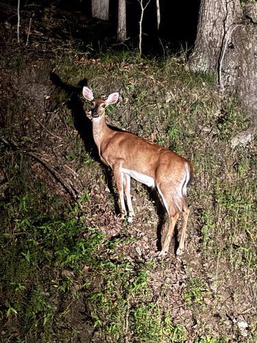 White-tailed Deer observed by paul_dennehy