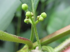 Cocculus orbiculatus