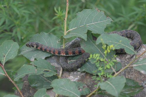 Chinese Tiger Keelback