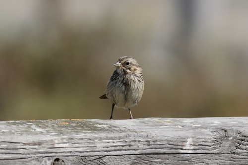 Song Sparrow observed by randquinn