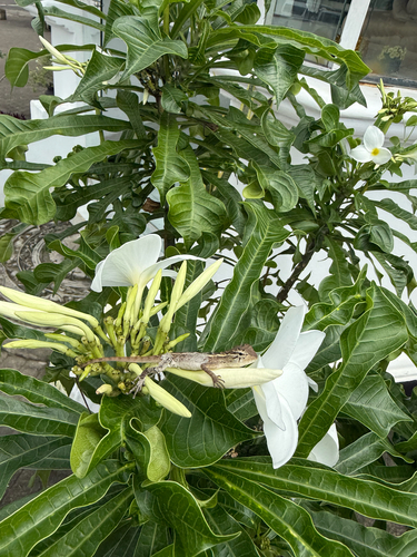 Indian Garden Lizard