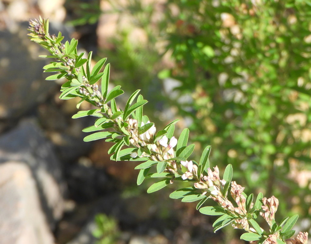 Lespedeza juncea; photograph (c) Анна Васильченко, some rights reserved (CC BY)
