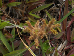 Cyperus distans