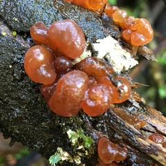 Phaeotremella fimbriata