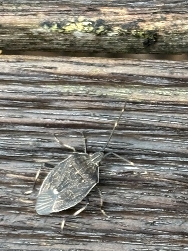 Brown Shield Bug