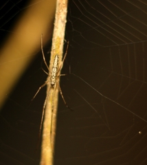 Tetragnatha mandibulata