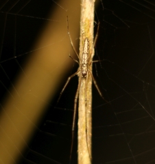 Tetragnatha mandibulata