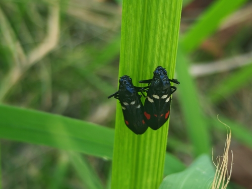 Sugarcane Spittlebug