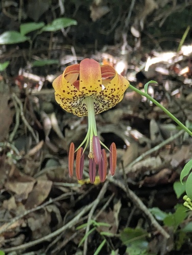 Lilium michauxii, photograph 5
