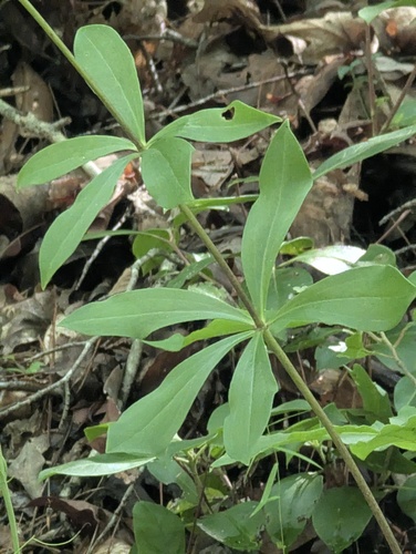Lilium michauxii, photograph 6