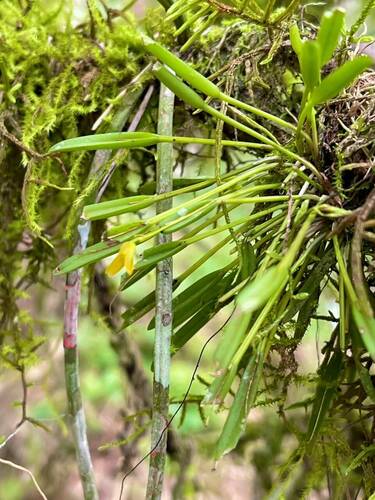 Acianthera sonderiana, photograph 2