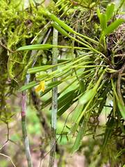 Acianthera sonderiana, photograph (c) bruno_san1409, some rights reserved (CC BY-SA)