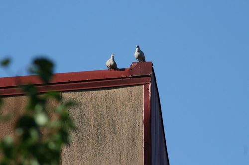 Eurasian Collared-Dove