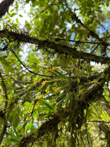 Acianthera sonderiana