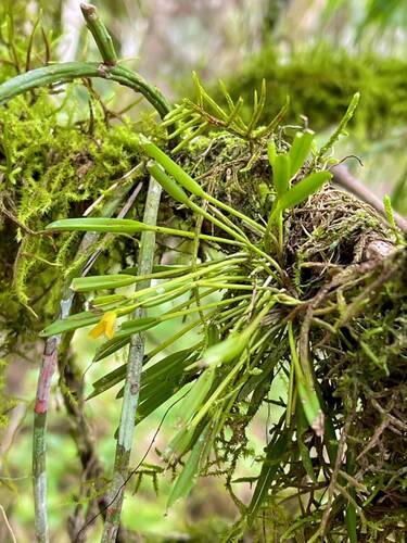 Acianthera sonderiana, photograph 3