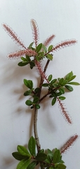 Salix thomsoniana