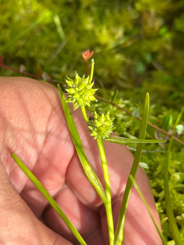 Sparganium natans, photograph 2