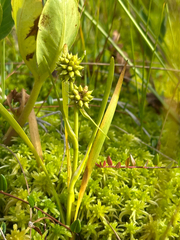 Sparganium natans, photograph author not stated, no rights reserved