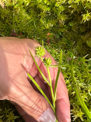 Sparganium natans, photograph author not stated, no rights reserved