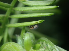 Eutrichapion viciae