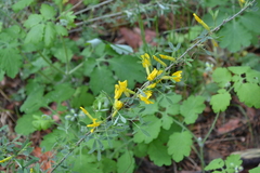Chamaecytisus