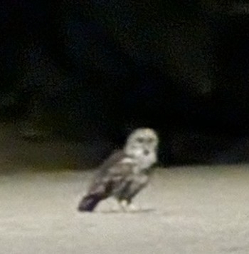 Barred Owl observed by jennmercer