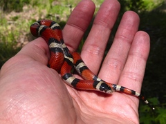 Lampropeltis gentilis