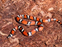 Lampropeltis gentilis