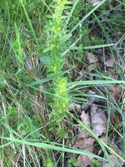 Cruciata