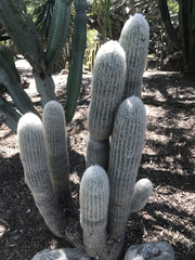 Espostoa lanata